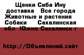 Щенки Сиба Ину доставка - Все города Животные и растения » Собаки   . Сахалинская обл.,Южно-Сахалинск г.